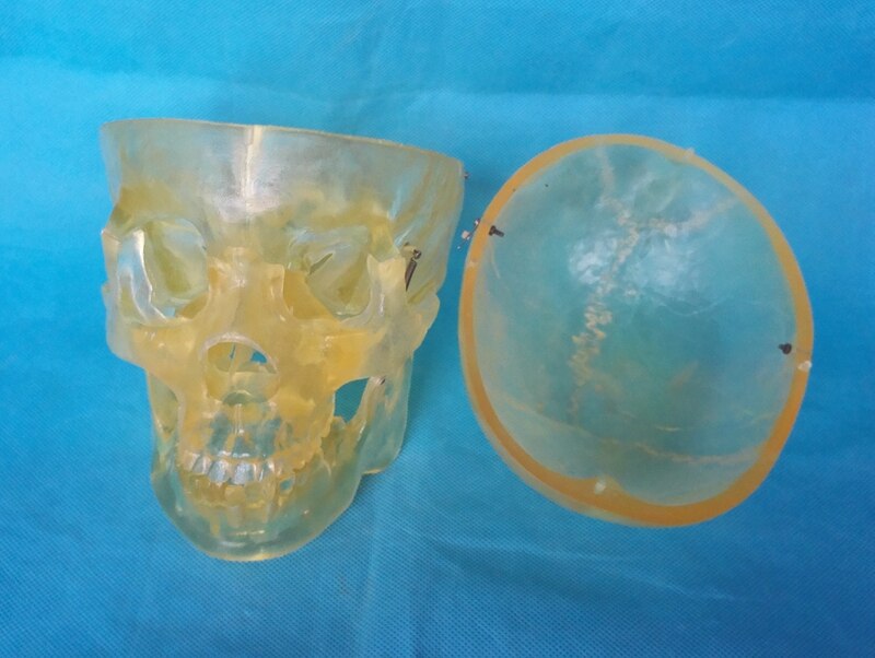 Menselijk 1:1 Levensgrote Transparante Schedel Model Skelet Skelet Model Anatomie Skelet Anatomie Hersenen Schedel Medische Onderwijs Model