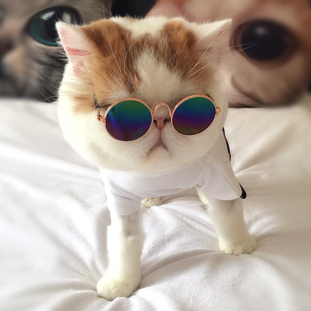 Sommerkat solbriller kæledyr tilbehør hunde katte briller pleje øjenbeskyttelse kæledyr seje briller kæledyr fotos rekvisitter