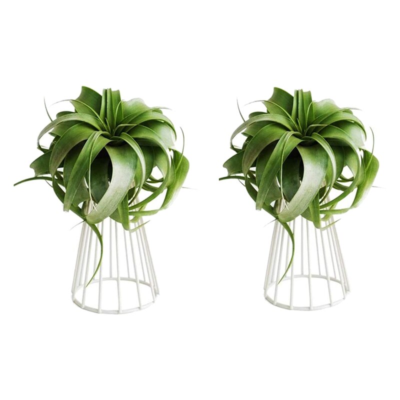 Soporte para clavel de aire Tillandsia de Metal, para interior, de mesa, grande, para plantas, soporte para plantas, 2 unidades