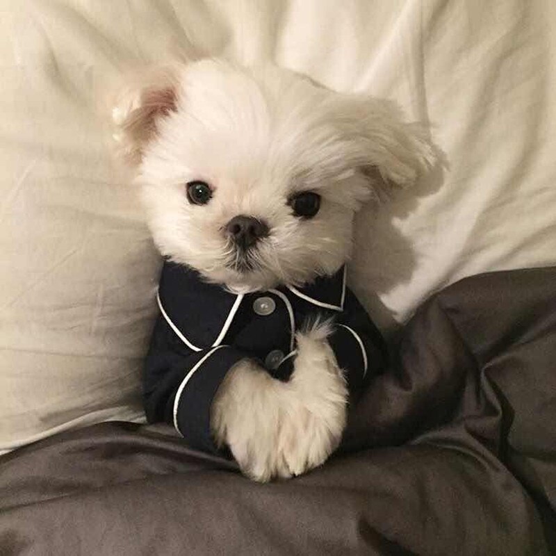 French Style Pet Pajamas Dog Clothes Shirt Jumpsuit for Teddy Chihuahua