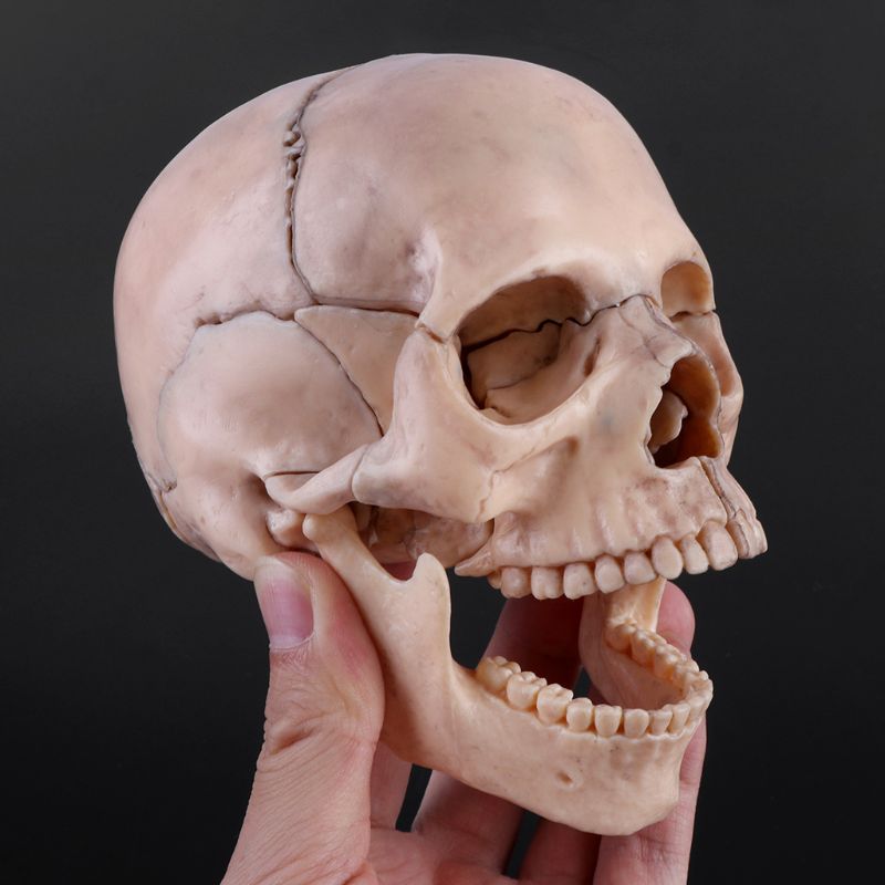 15 unids/set 4D desmontar calavera anatómica modelo desmontable herramienta de enseñanza W8ED