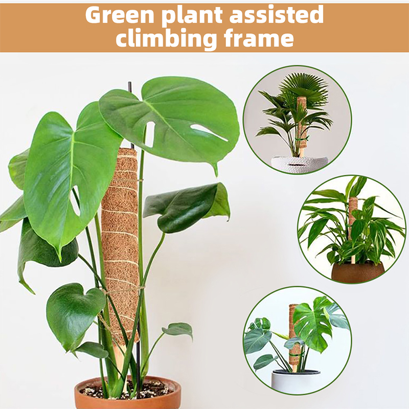 Klimpaal Plant Ondersteuning Indoor Klimplanten Staak