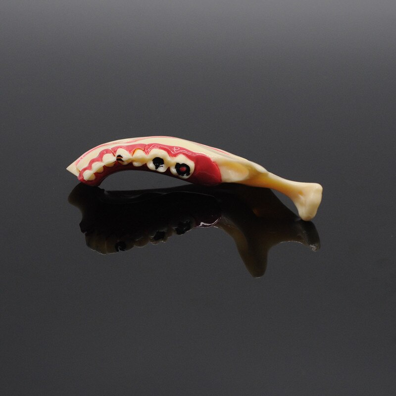 Buy Dental Model, Mandibular Tissue Decomposition Model, Doctor-Patient