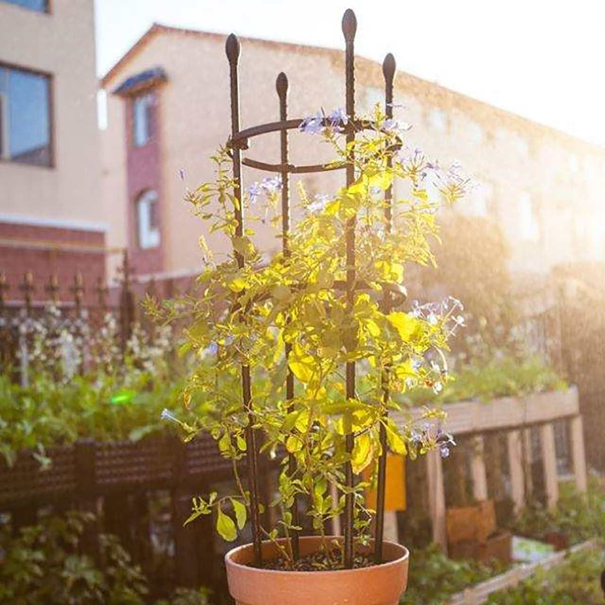 188cm klätterväxt stöd bur trädgård växt blomma spaljé ram vinstock hållare display rack dekor trädgård verktyg hållbart järnrör