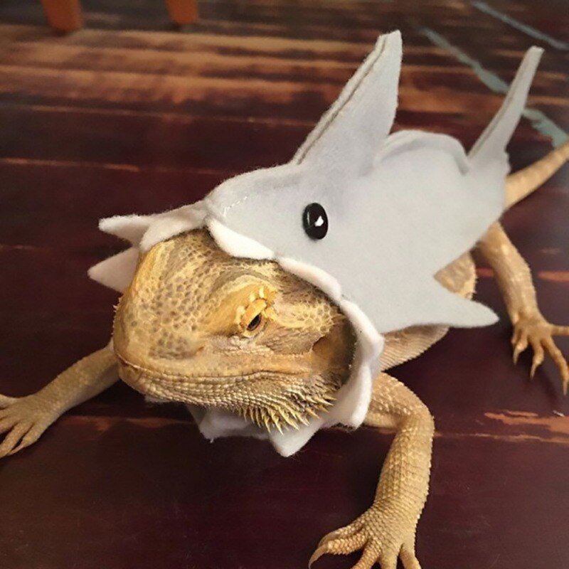 Gecko – Costume de lézard, vêtements pour petits animaux de compagnie