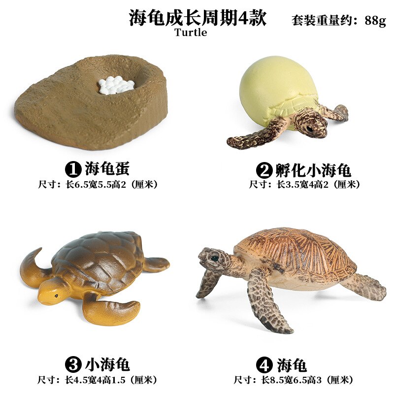 Models Growing Process Enlightenment Toys Furnishings Children's Wild Animals Knowledge Science,Home Entertainment: Sea Turtle