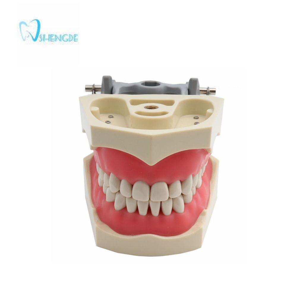 ADC Accredited Model Dental Teeth Model Dental Teaching Model Demonstration Tooth Model With Removable 32 pcs Teeth