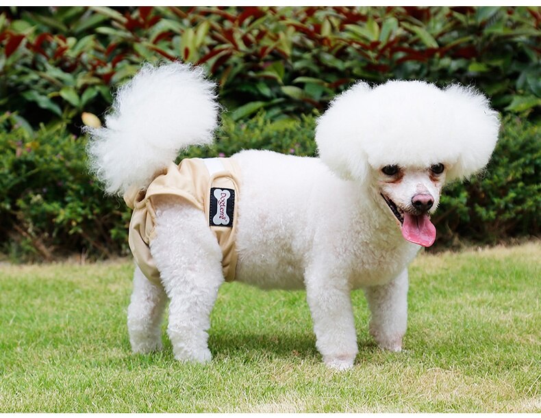 Couche-culotte lavable pour chien, XS-XL animaux domestiques, pantalon physiologique, culotte, Menstruation: beige / XS