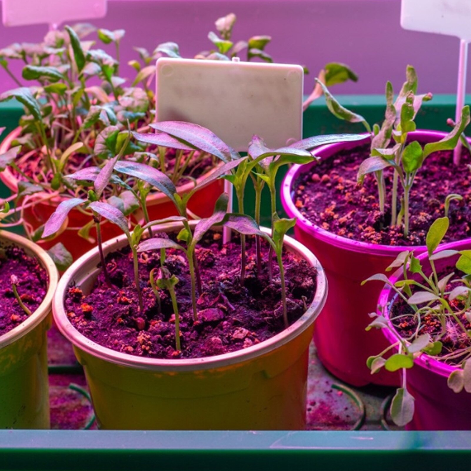 Volledige Spectrum Plant Licht Plant Grow Light Bulb E27 15W 5730LED Hydrocultuur Groei Licht Uv Lamp