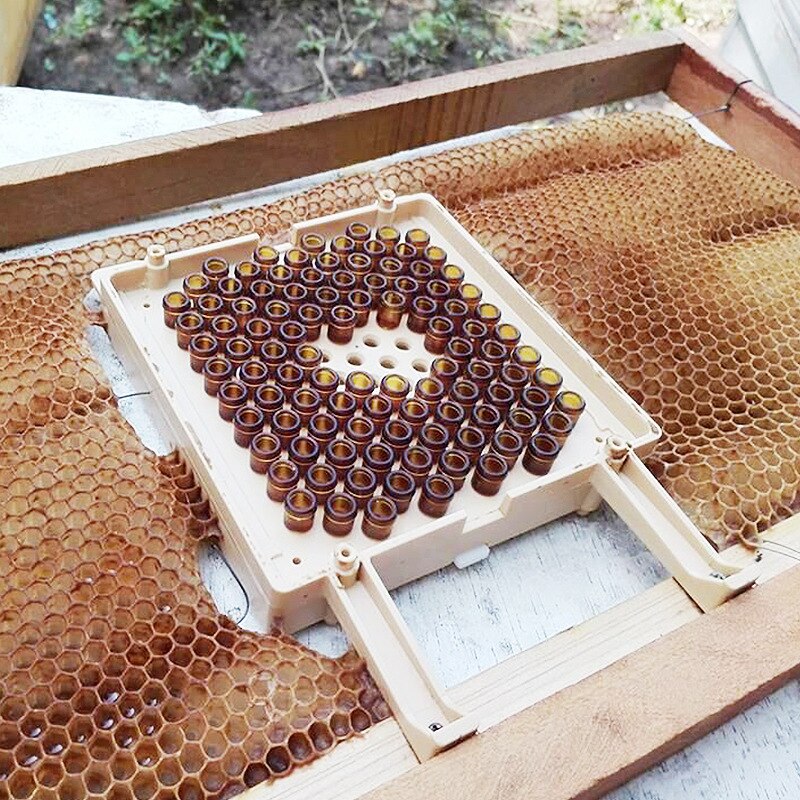 Jenter – Kit d'élevage de reine, système d'élevage de fausses abeilles, Cage mobile, outil pour apiculteur, fournitures