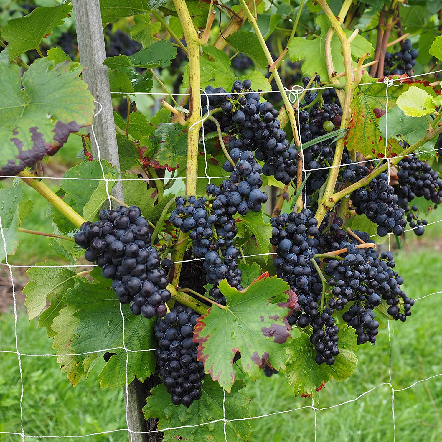 Amkoy plante espalier netting kraftig polyester støtte vintreet klatrestativ hydroponics hage grønnsaksgjerde anti-fuglenett