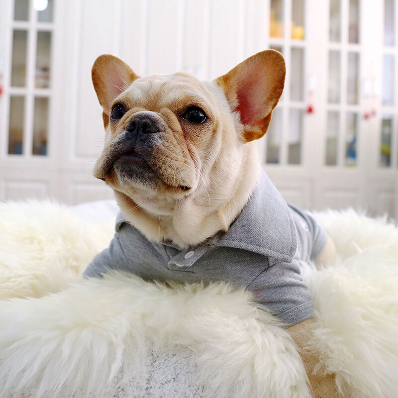 Hond Kleren Lente En Zomer Dunne Grijze Borduurwerk Twee-Legged Kleding Doek Materiaal Grijze Kleur Huisdieren Honden Kleding Kleren: XXL