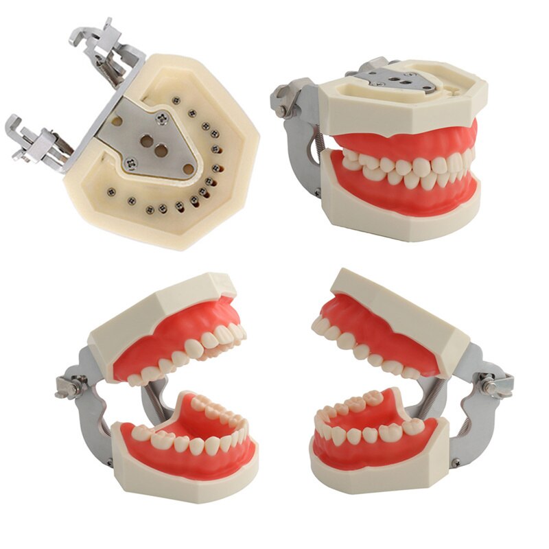 Dental Tanden Model Voor Tandheelkundige Technicus Praktijk Training Studyting Tandheelkunde Typodont Modellen Met Verwisselbare Tooth Voor Nissin