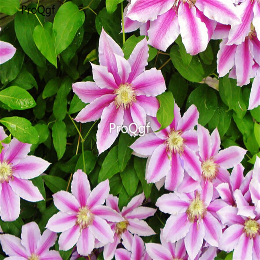 Ngryise 10 Stuks Een Set Clematis: 23