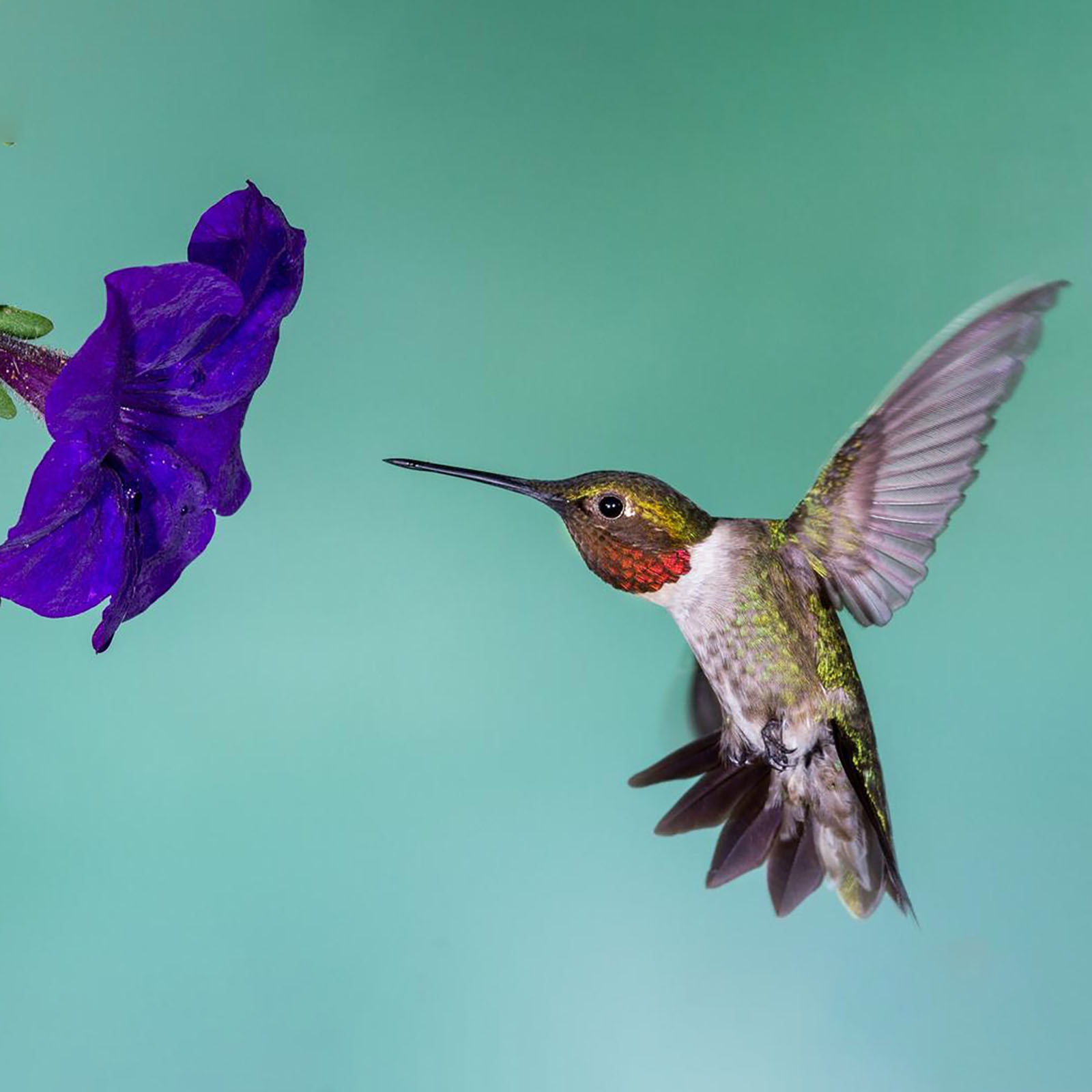 Hummingbird Tree Metal Art And Yard Garden Decoration Metal Bird Art Decoration Outdoor Bird Decoration Sign Rustic Hanging D09