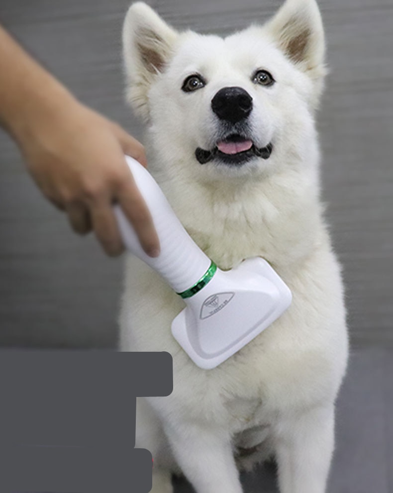 Föhn Föhn Voor Honden Föhn Hond Grooming Föhn Voor Huisdier Droger Föhn Grooming Voor honden Hond Droger