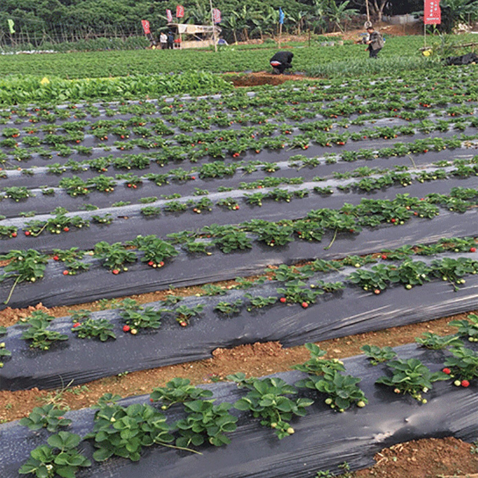 Plastic Perforated Mulch PE Agricultural Insulation Perforated Film