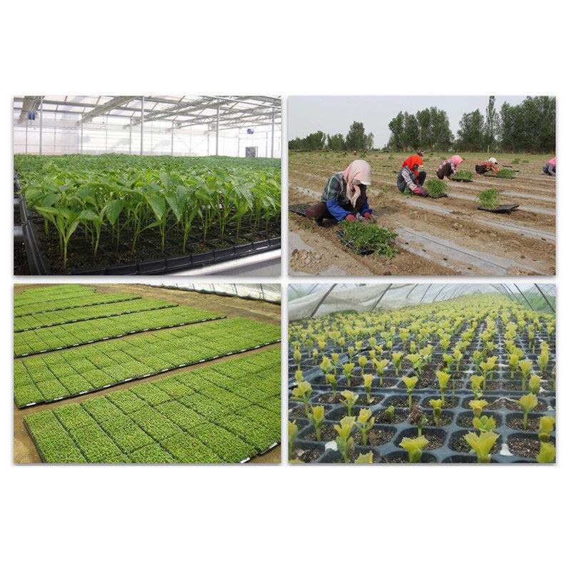 200 celle frøplante startbakke frøspiring plantespredning