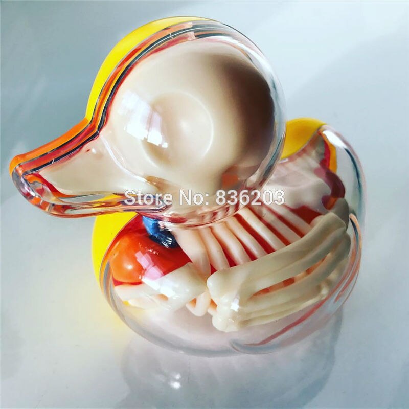 4D master bain Ducky drôle modèle d'anatomie médical crâne humain squelette modèle anatomique Science jouets éducatifs