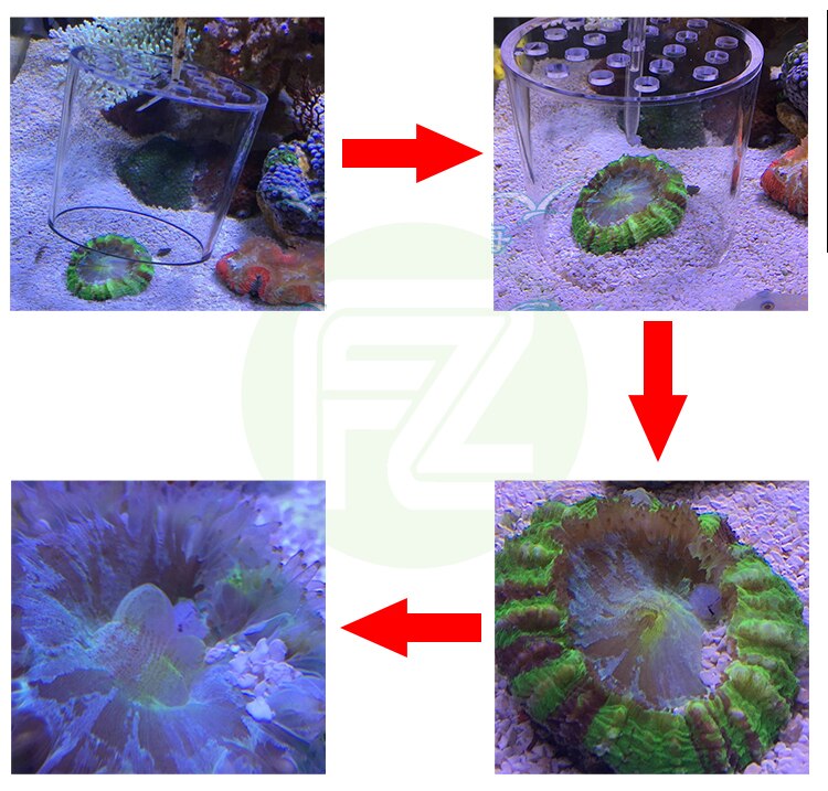 Aquarium lps koral feeder dæksel reef feeder pipe beskytte hjerne koral til marine rev tank