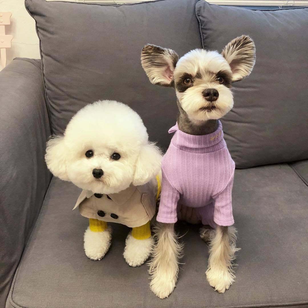 Britisk stil kjæledyr hund klær for små hunder kjæledyr klær puddel cape valp kappe tippet chihuahua søte klær  pc1432