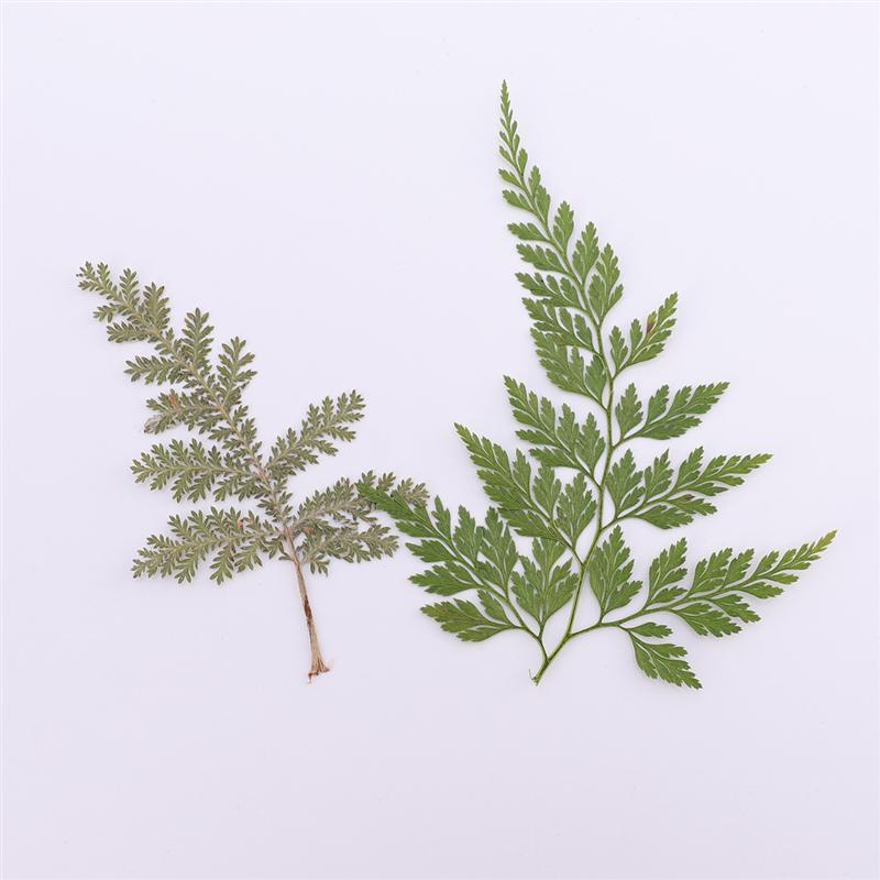 2 Sheets/Total 20pcs DIY Pressed Flowers Sticker Dried Leaf Flowers Plants Patches for Crafts Making (Orange and Yellow)