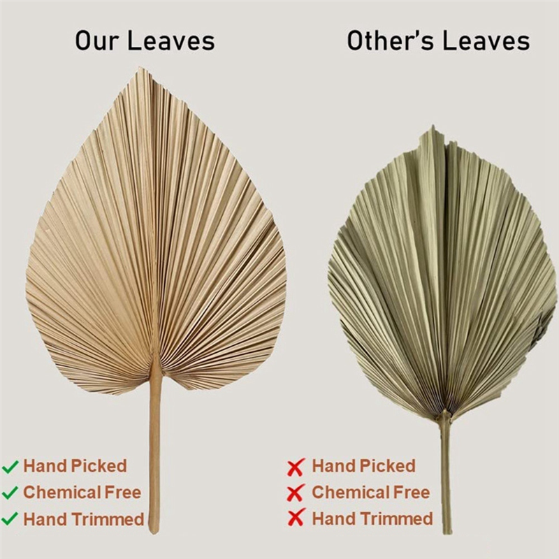 4 Stück natürliche getrocknete Palmblätter sind perfekt für Palme blatt Dekor, Boho Dekor, Wohnkultur, Hochzeit