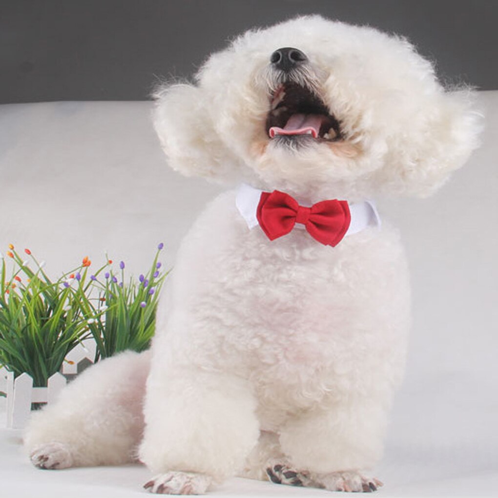 Vit röd hund valp katt bowknot fluga slips kläder för liten hund