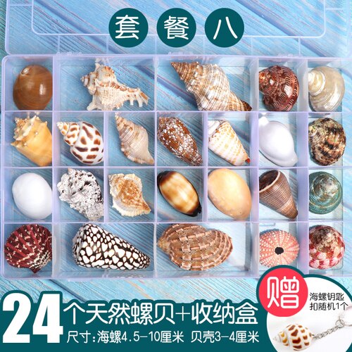 Natuurlijke Shell Schelp Exemplaren Populaire Wetenschappelijke Materialen Conch Geschenkdoos Kleuterschool Voorschoolse Mariene Biologie Collection Craft: 8 1