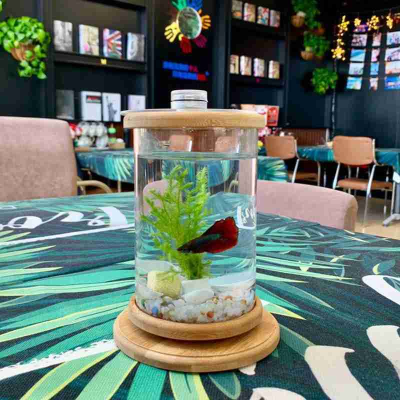 1 Glas Betta Vis Tank Bamboe Base Mini Aquarium Decoratie Accessoires Roterende Decoratie Aquarium Aquarium Kantoor