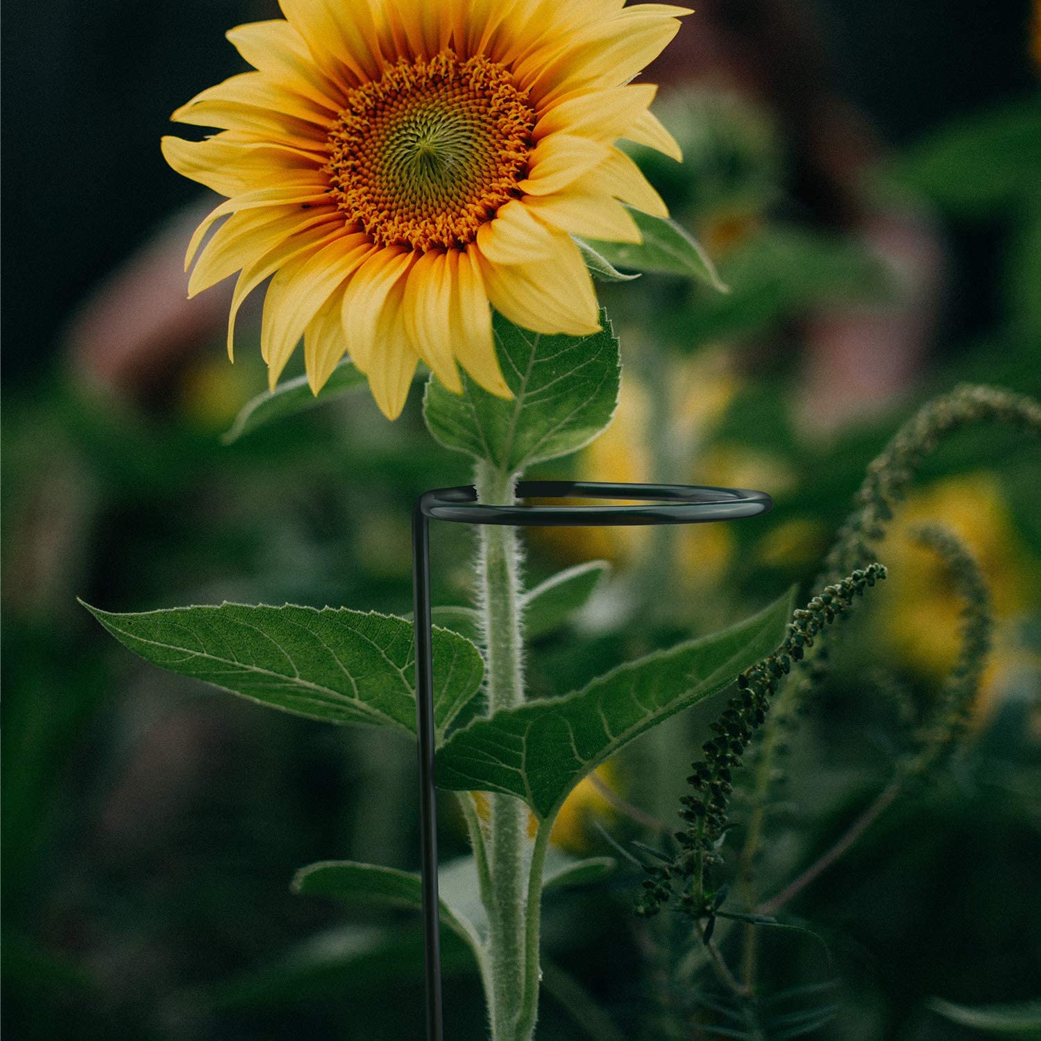 6Pack Plant Support Rod Steel Garden Single Stem Support Stake Plant Cage Support Ring for Flower Rose Tomato Orchid Lily Peony