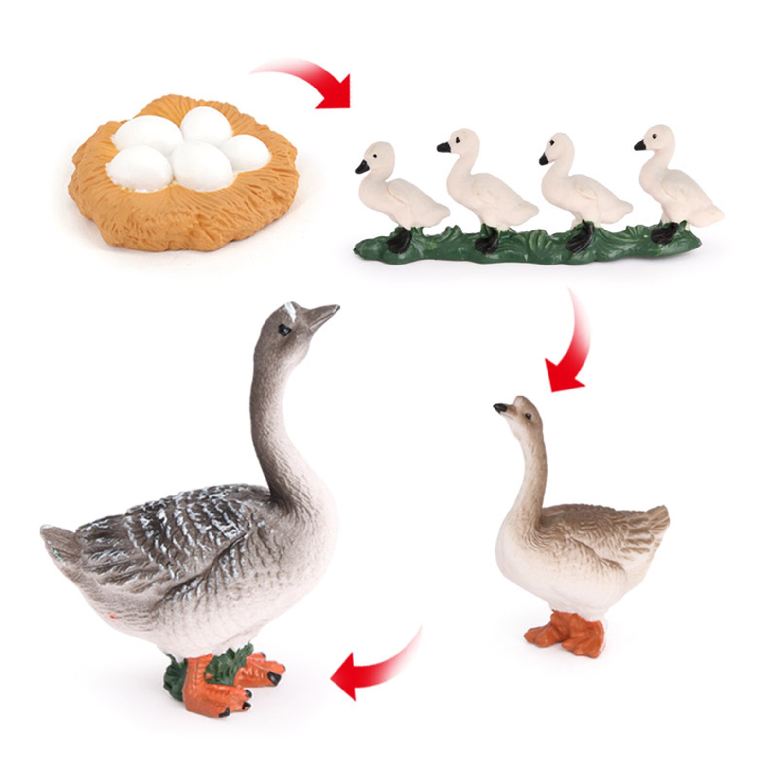 Growth Cycle Model Toys Life Cycle of Goose Animal Figure Model Education Toys