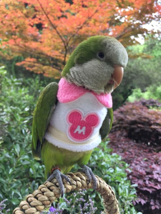 Ropa de abrigo para loros, suministros de aves, suministros de calefacción gruesa, traje volador de bolsillo, traje de una pieza, Otoño e Invierno: Rojo