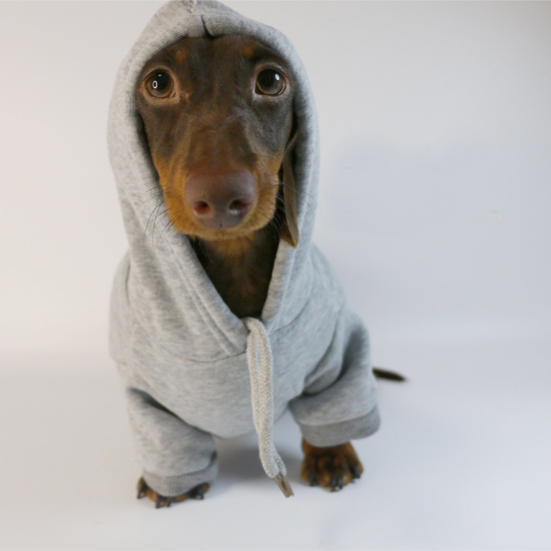 Kul pølse-hettegenser til små hunder, varme valpeklær, dachshund-genser, maskotkostyme, roupa cachorro: S / Svart