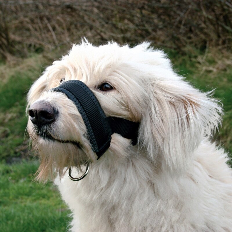 Kæledyr hund polstret hoved krave blid grime snor leder stoppe trække træning mundkurver værktøj