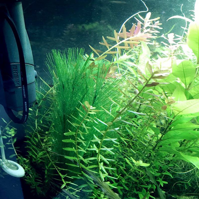 Aquariumdecoraties aquarium kunstmatige groene waterplanten gemaakt van zijden stoffen plastic, niet giftig en veilig voor alle vissen en p