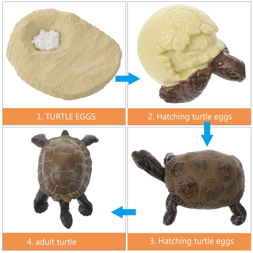 1 Set Tortoise Growth Cycle Models Simulated Tortoise Adornments Cognitive Toys