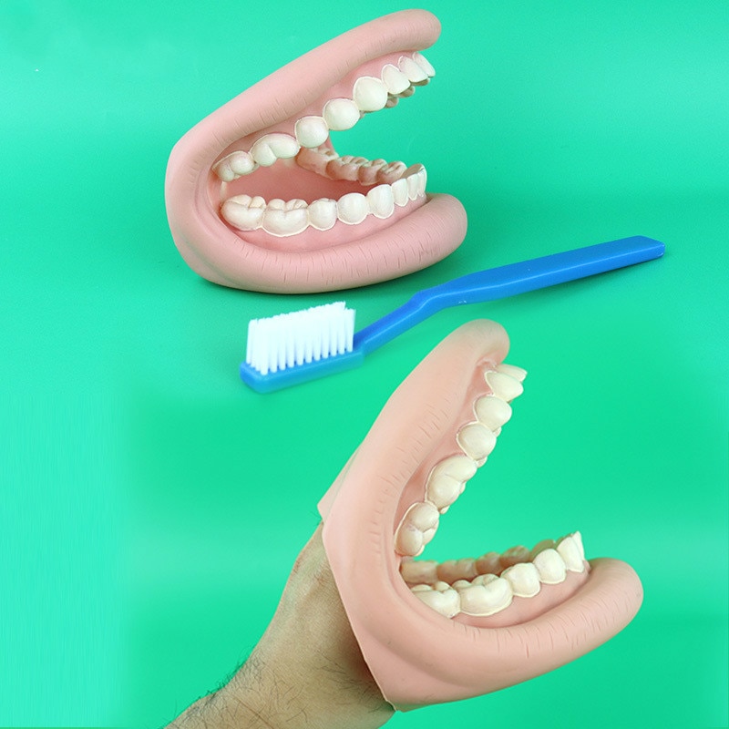 Tandheelkundige Zorg Model Vergrote Tand Onderwijs De Demonstratie Model Handpop Tanden Care Borstel Schoon Model