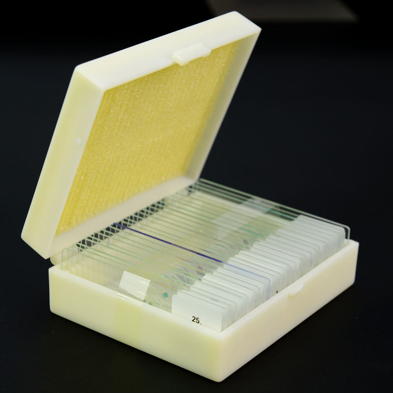 25pcs Prepared Glass Microscope Slides for Children Biological Microscope Section Penicillium ButterFly Leg Insect Onion Skin: 1Box Insect