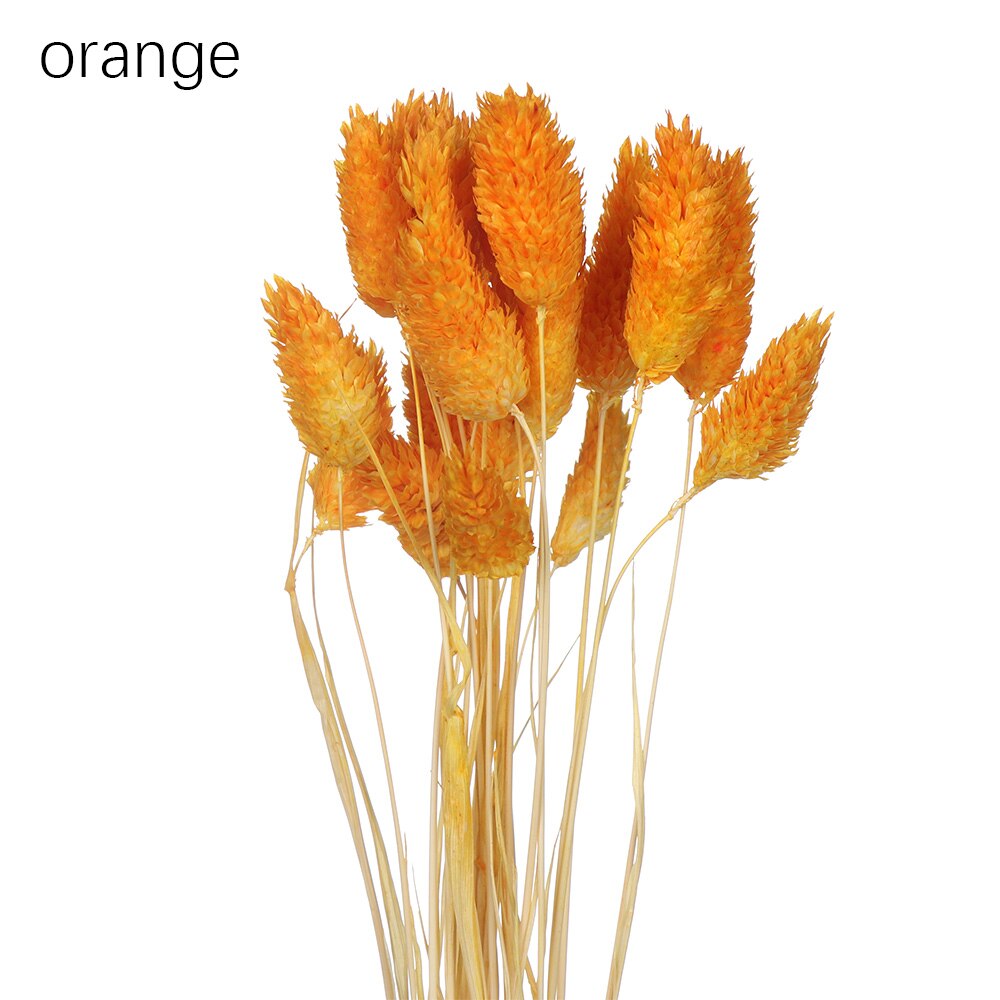 50 st kawaii glad blomma naturlig liten torkad blomma pressade torkade blommor mini dekorativt arrangemang foto bakgrundsdekoration: Orange 20 st