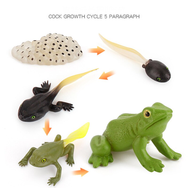 Animals Growth Cycle Life Model Set Frog Ant Mosquito Sea Turtle Simulation Model Action Figures Teaching Material For Kids: Frog Life Cycle