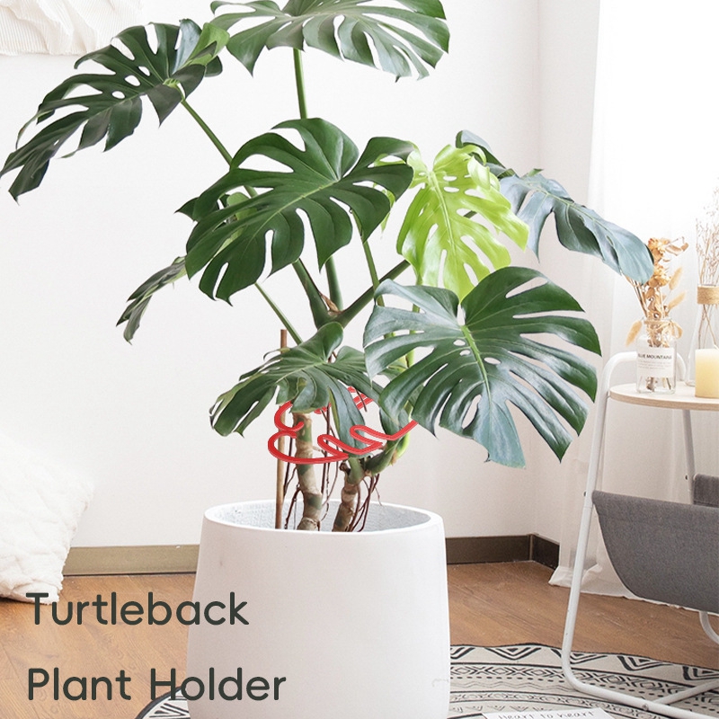 Monstera Pflanzensttze Pflanzenhalter Blattform P...  Grandado