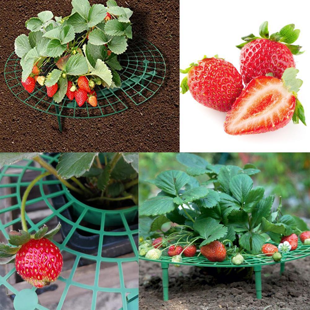 30x30CM Strawberry Stand Frame Holder Flower Climb... – Grandado