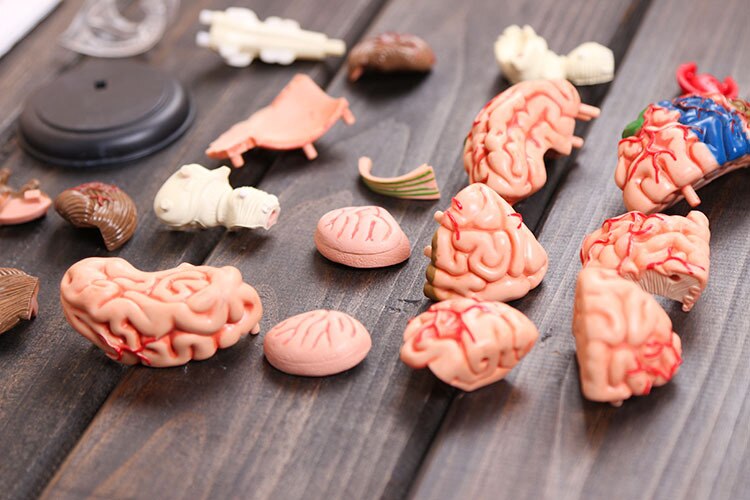 4D modello del cervello cervello modello di struttura assemblato Anatomia Umana modello tridimensionale