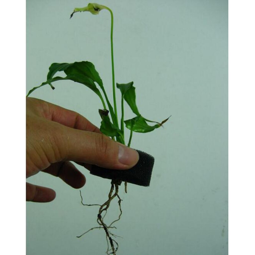 50 pakke hydroponics svamp plante kloning krave skum frøplanter plantet svamp