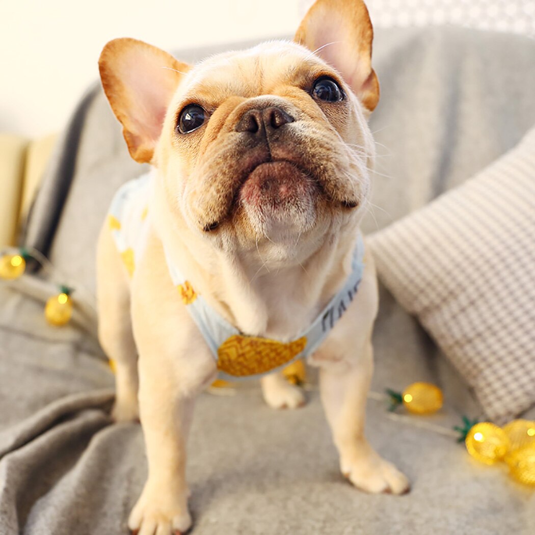 Kamizelka dla szczeniaka śliczne fajne oddychająca kamizelka dla psa koszula dla buldoga francuskiego corgi odzież dla zwierząt kot strój ubrania dla psów dla małych zwierząt domowych