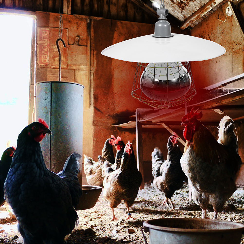 Lampe chauffante de remplacement pour bétail, pour chauffer le bétail