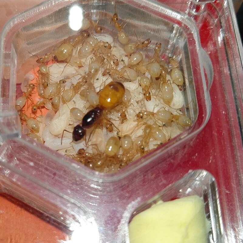 Czarne gniazdo mrówek mrówka o strukturze plastra miodu mrówka akrylowa mrówka mrówka mrówki mrówki mrówki