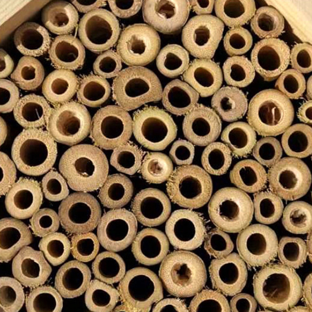 Caja de madera creativa para colmena de abejas, caja de acoplamiento para casa de insectos, suministro de apicultura para jardín