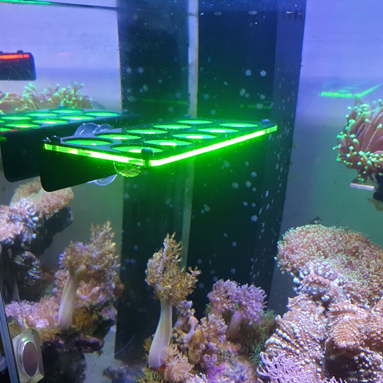 Sps Fluorescentie Beugel Coral Ledematen Frame Hoge Uitstraling Niveau Knop Coral Acryl Coral Ondersteuning Met Vergrendeling Functie